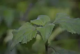 开云娱乐-l\?wjd猡?Gx?>.器"?B癝#-:_豨醽的简单介绍